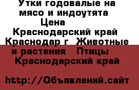 Утки годовалые на мясо и индоутята › Цена ­ 120 - Краснодарский край, Краснодар г. Животные и растения » Птицы   . Краснодарский край